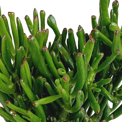 Crassula gollum 17cm