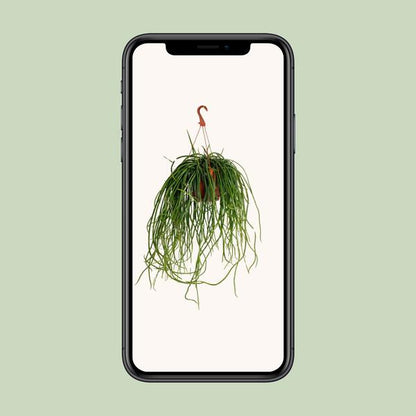 Selenisereus Wercklei - Ø21cm - ↕50cm