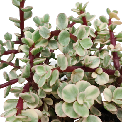 Portulacaria afra Variegata 10,5cm - zonder pot