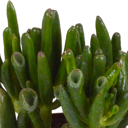 Crassula mix 8.5 cm - 3x - in witte pot