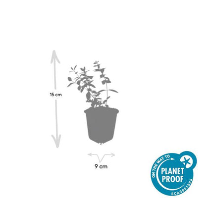 Hypericum dummeri &