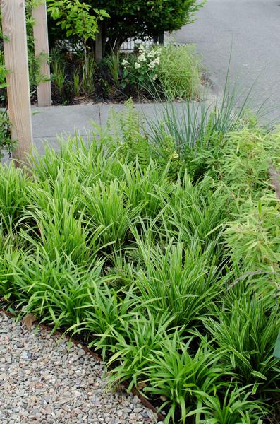 Carex morrowii &