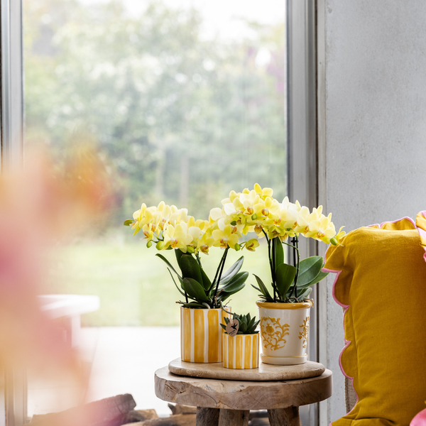 Hummingbird Orchids | Set of yellow orchid Mexico and succulent in Painted Stripe decorative pot - pot size Ø9cm &amp;amp; Ø6cm | flowering houseplant - fresh from the grower