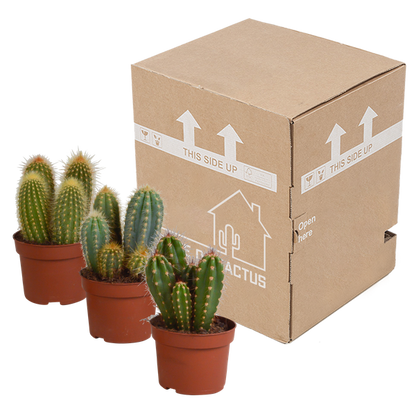 Cereus mix 10,5cm - 3x - zonder pot