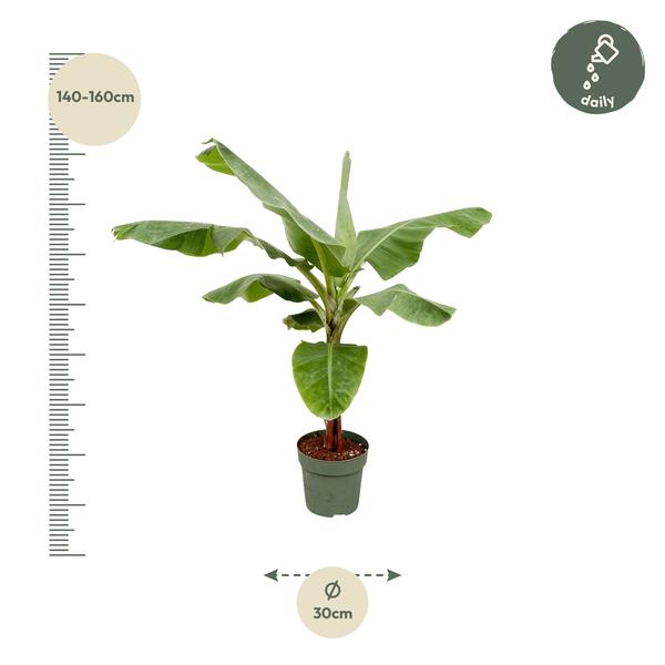 Banana plant (Musa) - 150cm - Ø30