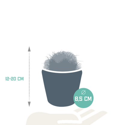 Bolcactus mix 8,5 cm | 3 stuks - in Mexicaanse pot