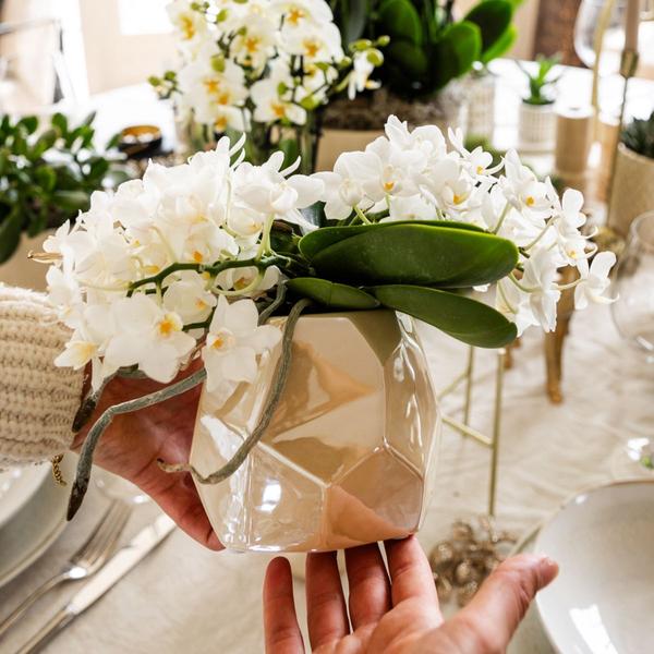 Witte Orchidee Nazaré met Pearl sierpot