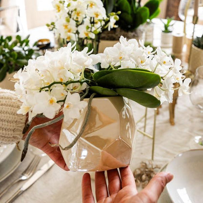 Witte Orchidee Nazaré met Pearl sierpot
