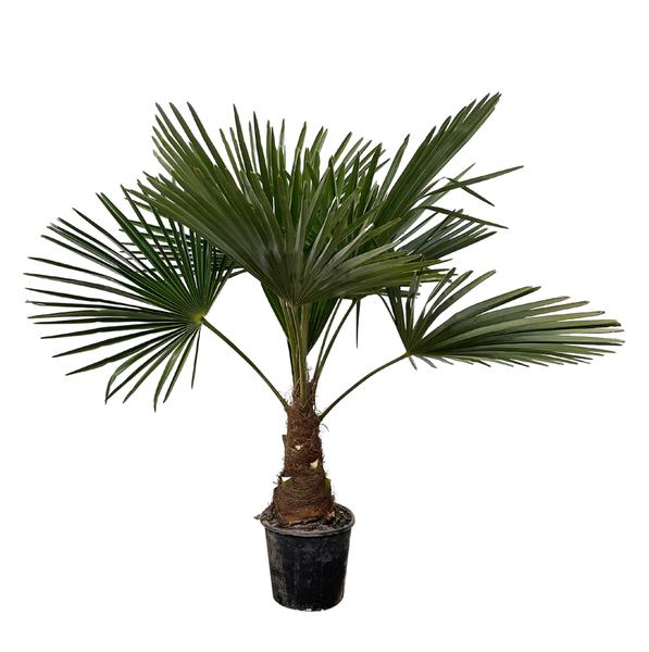 Trachycarpus – 100 cm – Ø21