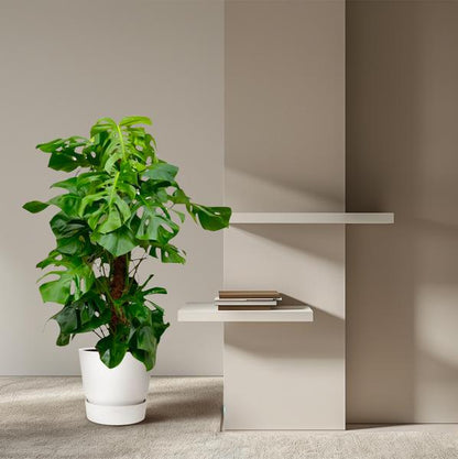 Monstera Deliciosa XL