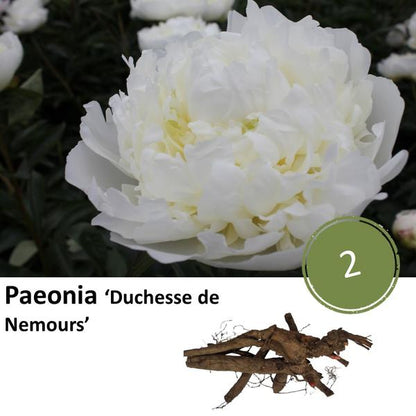 Paeonia &