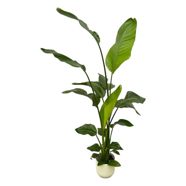 Strelitzia Nicolai inklusive elho Vibes Fold Round weiß – 130 cm – Ø18