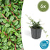 Cotoneaster pr. &