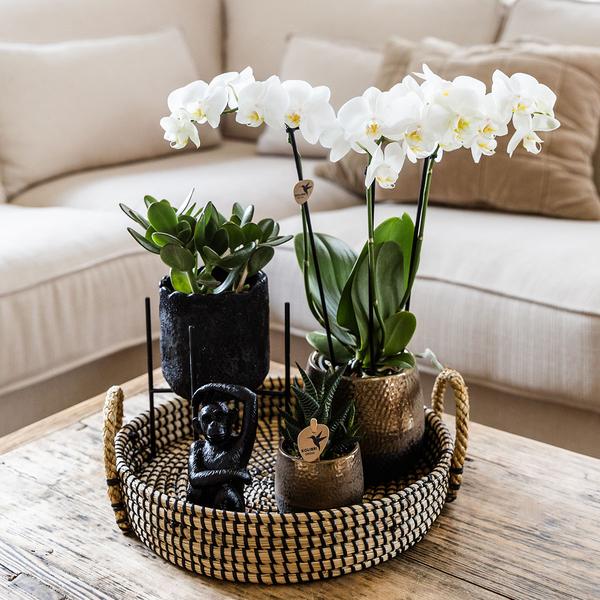 Home Hub Plantenset met Phalaenopsis, Orchidee, Succulenten en keramieken sierpotten