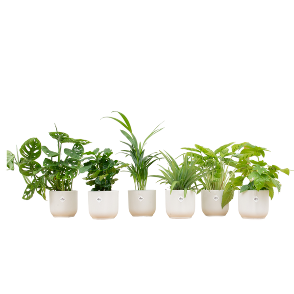 Überraschungsbox – 6 Pflanzen inklusive elho Vibes Fold Round Ø14 weiß