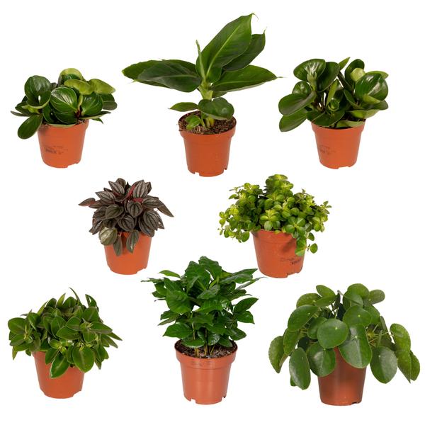 Überraschungsbox - Ø12cm - ↕25cm - x8