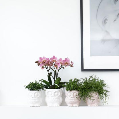 Owl bloempot witte keramieken sierpot