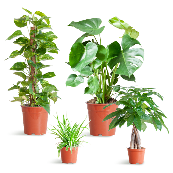Easy care Plantenbox zonder sierpot