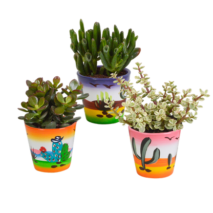 Crassula mix 8.5 cm - 3x - in Mexicaanse pot