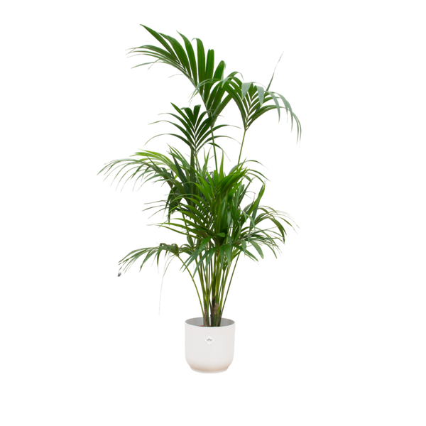 Kombi-Angebot – Kentia-Palme inklusive elho Vibes Fold Round weiß Ø30 – 180 cm
