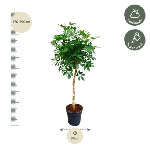 Schefflera on trunk - 180cm - ø35