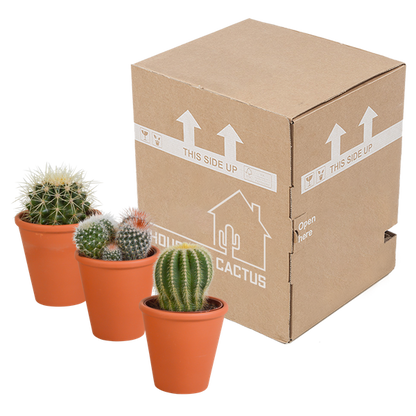 Bolcactus mix 8,5 cm | 3 stuks - in terracotta pot