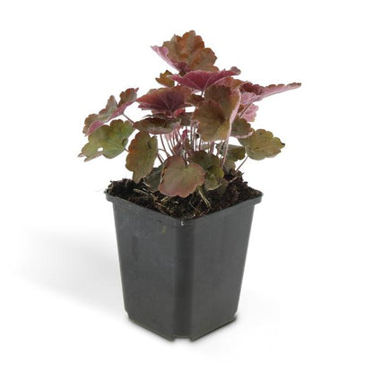 Heuchera mic. &