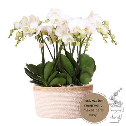 Complete Mono Bouquet wit Orchideeënset in Cotton Basket inclusief Waterreservoir