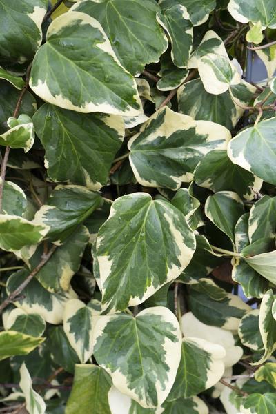 Hedera colchica &