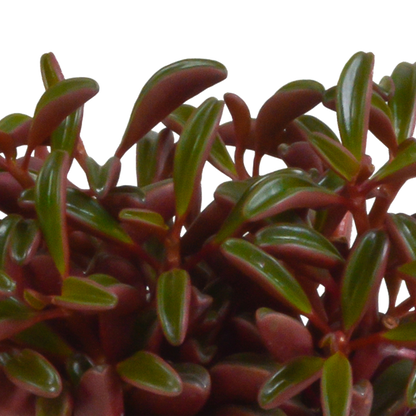 Peperomia graveolens - in witte pot