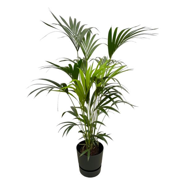 Kentia-Palme inklusive elho Greenville Round schwarz – 160 cm – Ø30