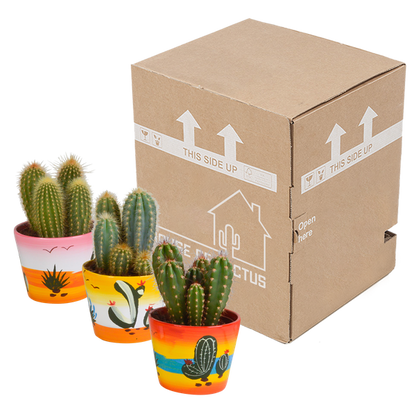 Cereus mix 10,5cm - 3x - in Mexicaanse pot