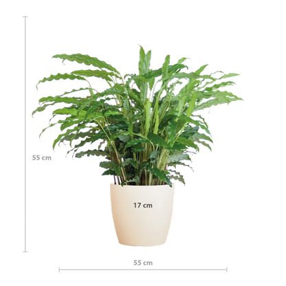 Calathea Rufibarba met Viber wit - 55cm - Ø17