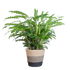 Calathea Rufibarba met Mand Lissabon zwart - 55cm - Ø17