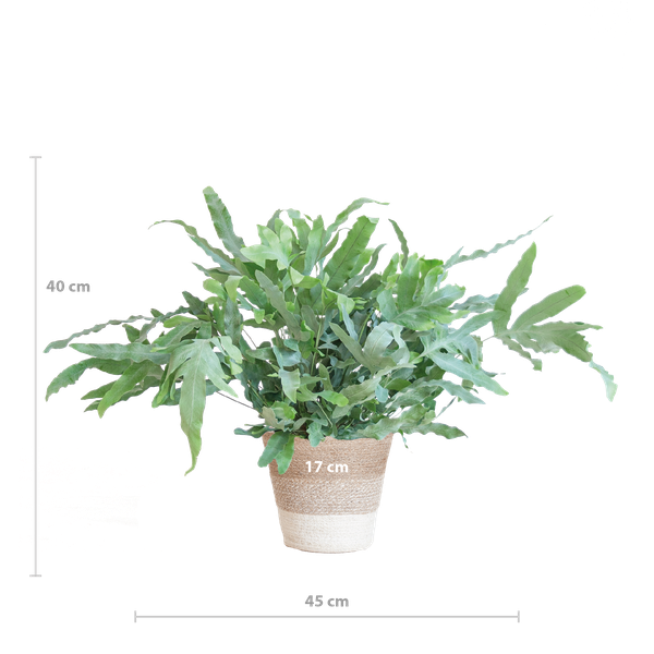 Phlebodium Aureum &