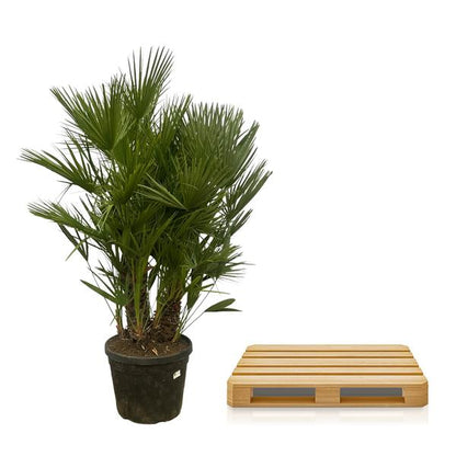 Chamaerops Humilis mit mehreren Stämmen – 180 cm – Ø45 cm