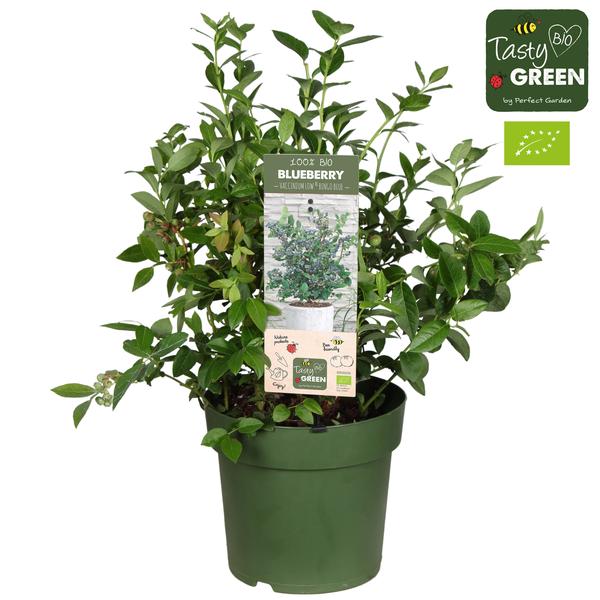 Vaccinium Cor. &