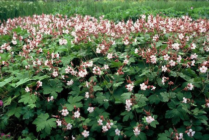 Geranium macr. &