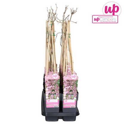 Wisteria floribunda &