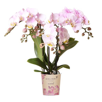 Kolibri Orchids | pink phalaenopsis orchid Portugal + Mosa decorative pot pink - pot size Ø9cm | flowering houseplant - fresh from the grower