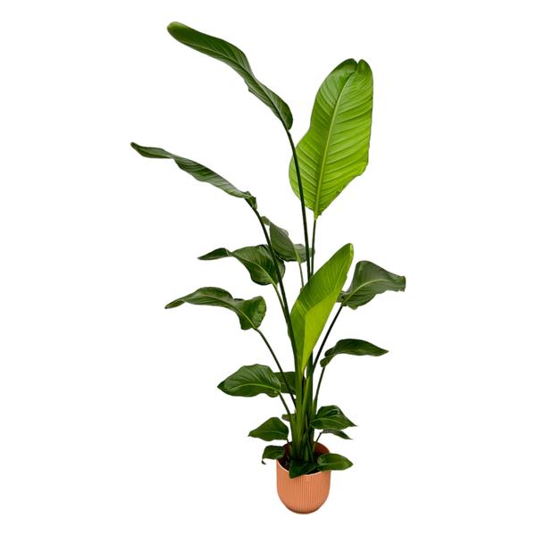 Strelitzia Nicolai inklusive elho Vibes Fold Round rosa - 130 cm - Ø18