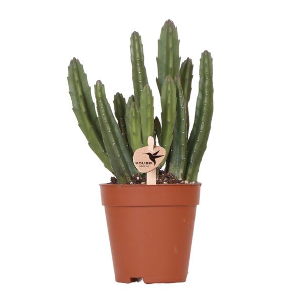 Hummingbird Greens | Green plant - Stapelia - green houseplant - fresh from the grower - Ø9cm
