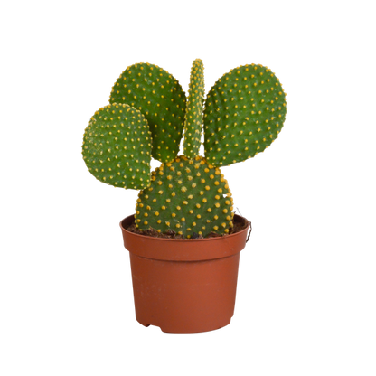 Opuntia microdasys - 12cm - zonder pot
