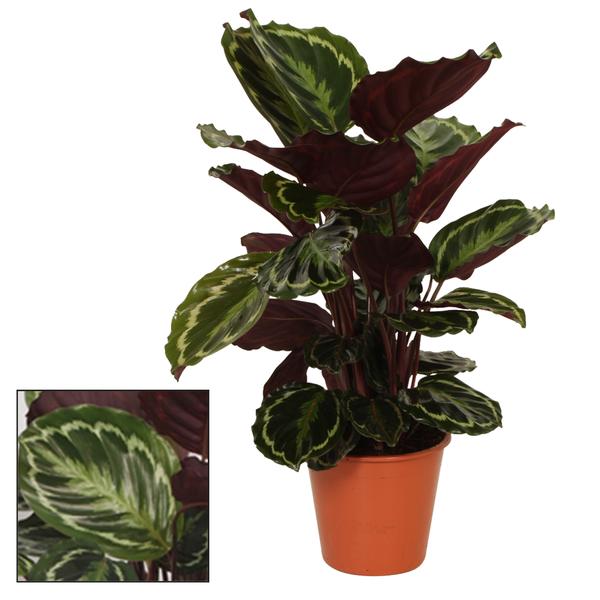 Calathea-Medaillon – Ø19 cm – ↕75 cm