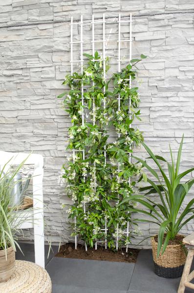 Trachelospermum &