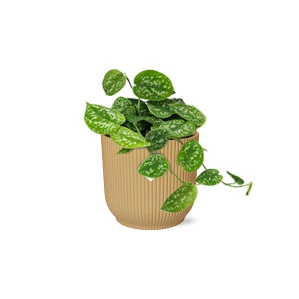 Scindapsus Pictus &