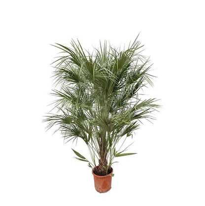 Chamaerops Humilis-Strauch – 170 cm – Ø30