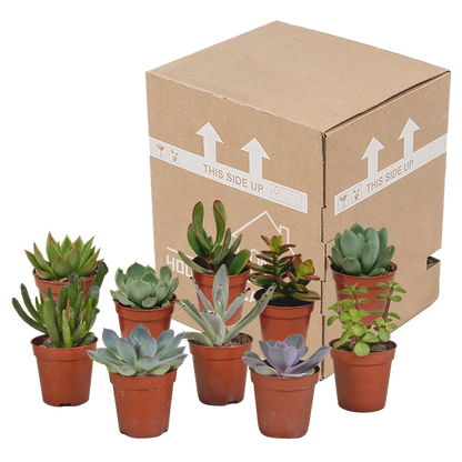 Vetplanten mix 5.5 cm - 10x - zonder pot
