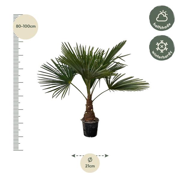 Trachycarpus – 100 cm – Ø21
