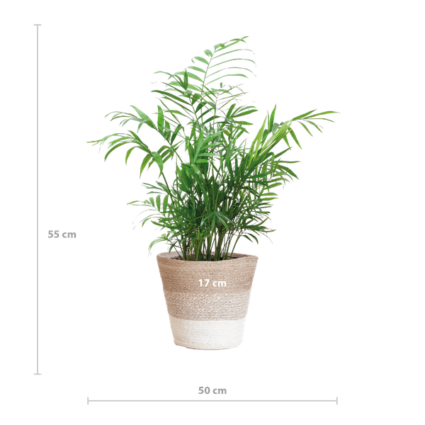 Chamadorea Elegans met Mand Lissabon wit - 55cm - Ø17